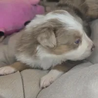 Cali, a female Australian Shepherd for sale in Lincoln, CA – Photo 3 of 10