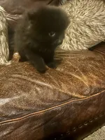 Indy, a female Pomeranian for sale in Richmond, KS – 6 of 6