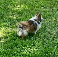 Misty, a female Shetland Sheepdog for sale in Richmond, KS – 6 of 7