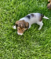 Roscoe, a male Miniature Dachshund for sale in Richmond, KS – 5 of 7