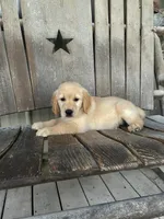Murphy, a male Golden Retriever for sale in Richmond, KS – 1 of 5