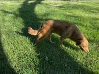 Oakley, a female Golden Retriever for sale in Richmond, KS – 4 of 5