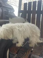 Allie, a female Maltese for sale in Richmond, KS – Photo 3 of 4