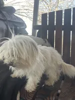 Allie, a female Maltese for sale in Richmond, KS – Photo 4 of 4