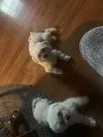 Allie, a female Maltese for sale in Richmond, KS – Photo 1 of 4