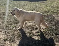 Buck, a male Golden Retriever for sale in Richmond, KS – 2 of 3