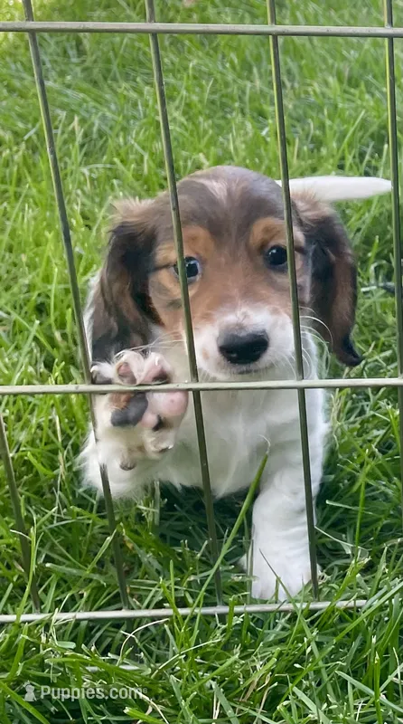 Roscoe, a male Miniature Dachshund for sale in Richmond, KS – 1 of 7