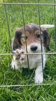 Roscoe, a male Miniature Dachshund for sale in Richmond, KS – 1 of 7