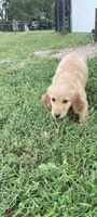 Maycee, a female Golden Retriever for sale in Richmond, KS – 2 of 5