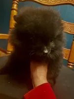 Indy, a female Pomeranian for sale in Richmond, KS – 2 of 6
