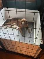 Murphy, a male Golden Retriever for sale in Richmond, KS – 5 of 5