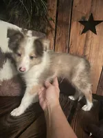 Prince, a male Shetland Sheepdog for sale in Richmond, KS – 6 of 8