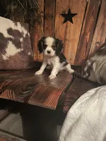 Reggie, a male Cavalier King Charles Spaniel for sale in Richmond, KS – 2 of 5