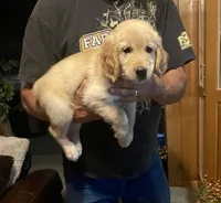 Rambo, a male Golden Retriever for sale in Richmond, KS – 1 of 5