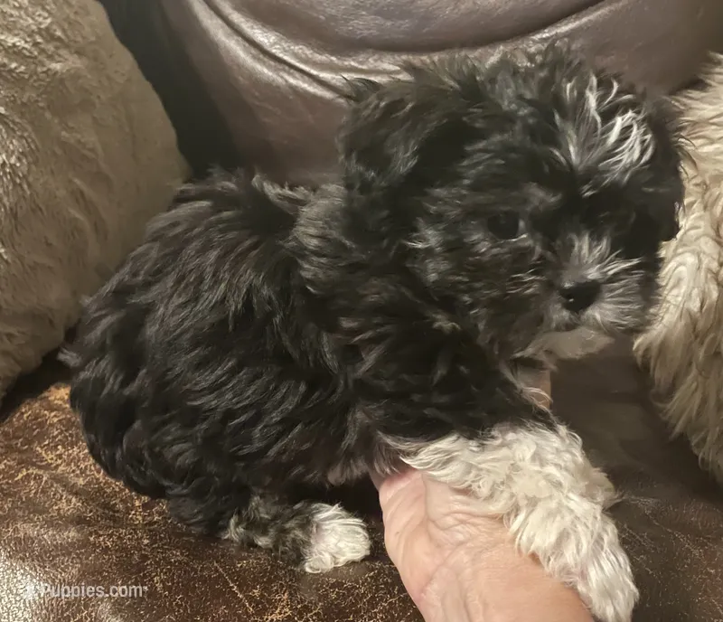 Maggie, a female Shih Tzu and Yorkshire Terrier for sale in Richmond, KS – 1 of 6
