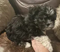 Maggie, a female Shih Tzu and Yorkshire Terrier for sale in Richmond, KS – 1 of 6