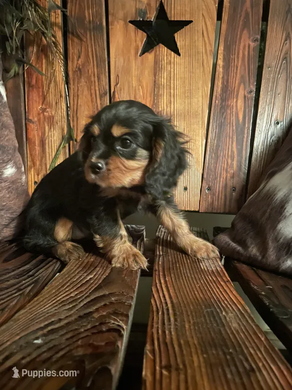 Rhett – Cavalier King Charles Spaniel puppy for sale in Richmond, KS