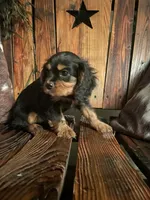 Rhett, a male Cavalier King Charles Spaniel for sale in Richmond, KS – 1 of 5