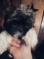 Cheyanne, a female Shih Tzu and Yorkshire Terrier for sale in Richmond, KS – 6 of 8