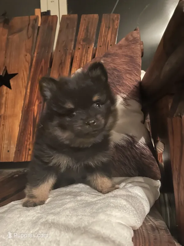 Bear – Pomeranian puppy for sale in Richmond, KS