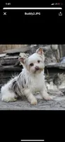 Cheyanne, a female Shih Tzu and Yorkshire Terrier for sale in Richmond, KS – 5 of 6
