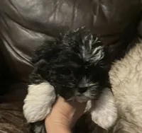 Maggie, a female Shih Tzu and Yorkshire Terrier for sale in Richmond, KS – 4 of 6