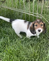 Roscoe, a male Miniature Dachshund for sale in Richmond, KS – 3 of 7
