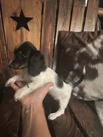 Trixie, a female Miniature Dachshund for sale in Richmond, KS – 3 of 5