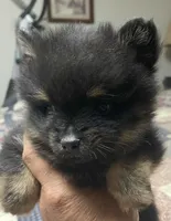 Bear, a male Pomeranian for sale in Richmond, KS – 2 of 3