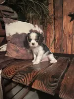 Reggie, a male Cavalier King Charles Spaniel for sale in Richmond, KS – 4 of 5