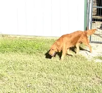 Oakley, a female Golden Retriever for sale in Richmond, KS – 3 of 5