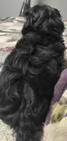 Bear, a male Shih Tzu and Yorkshire Terrier for sale in Richmond, KS – 2 of 5