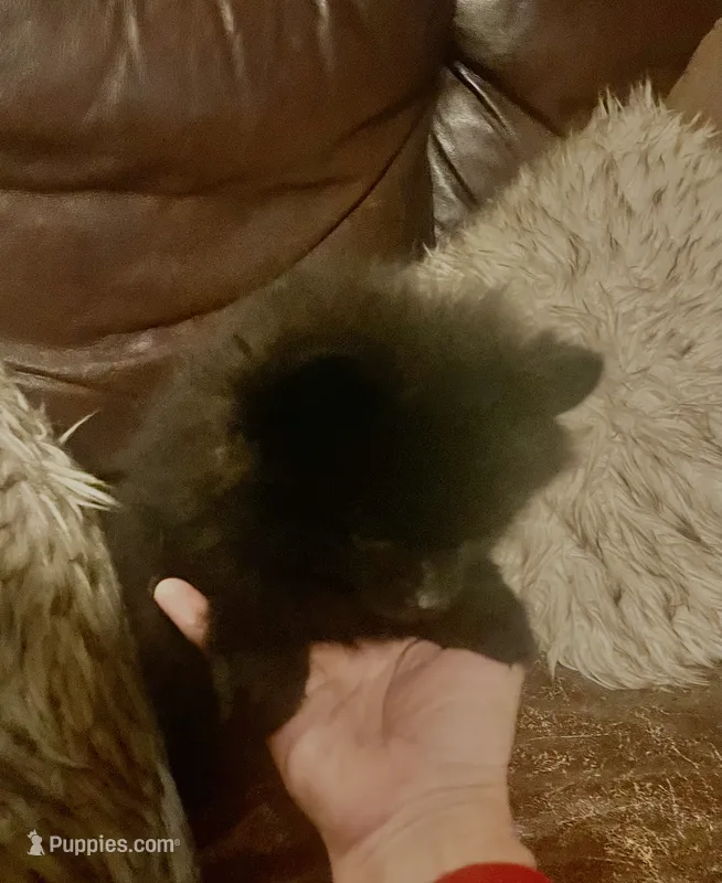 Indy – Pomeranian puppy for sale in Richmond, KS