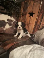 Reggie, a male Cavalier King Charles Spaniel for sale in Richmond, KS – 5 of 5