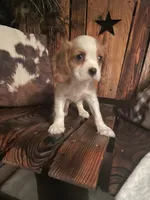Buddy, a male Cavalier King Charles Spaniel for sale in Richmond, KS – 3 of 5