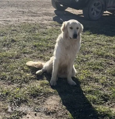 Buck – Golden Retriever puppy for sale in Richmond, KS