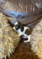 Barney, a male Miniature Dachshund for sale in Richmond, KS – Photo 3 of 5