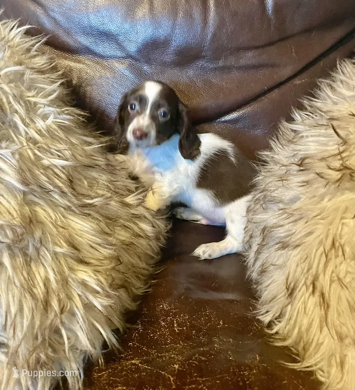 Barney – Miniature Dachshund puppy for sale in Richmond, KS