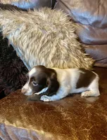 Barney, a male Miniature Dachshund for sale in Richmond, KS – Photo 5 of 5