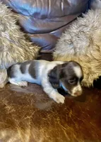 Barney, a male Miniature Dachshund for sale in Richmond, KS – Photo 4 of 5