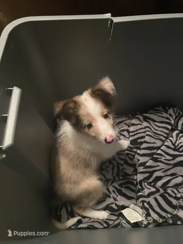 Prince – Shetland Sheepdog puppy for sale in Richmond, KS