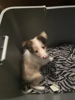 Prince, a male Shetland Sheepdog for sale in Richmond, KS – 1 of 8