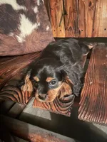 Rhett, a male Cavalier King Charles Spaniel for sale in Richmond, KS – 5 of 5