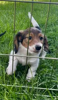 Roscoe, a male Miniature Dachshund for sale in Richmond, KS – 2 of 7