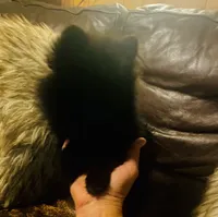 Indy, a female Pomeranian for sale in Richmond, KS – 4 of 6