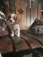 Buddy, a male Cavalier King Charles Spaniel for sale in Richmond, KS – 2 of 5
