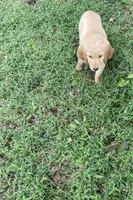Maycee, a female Golden Retriever for sale in Richmond, KS – 3 of 5