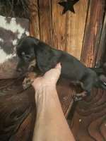 Annie, a female Miniature Dachshund for sale in Richmond, KS – 2 of 5