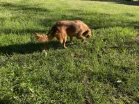 Oakley, a female Golden Retriever for sale in Richmond, KS – 5 of 5