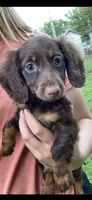 Annie, a female Miniature Dachshund for sale in Richmond, KS – 5 of 5
